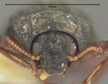 Media type: image;   Entomology 24455 Aspect: head frontal view